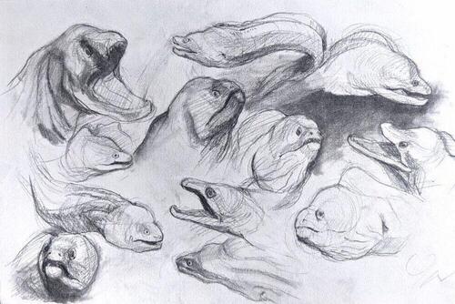 Moray eel sketches